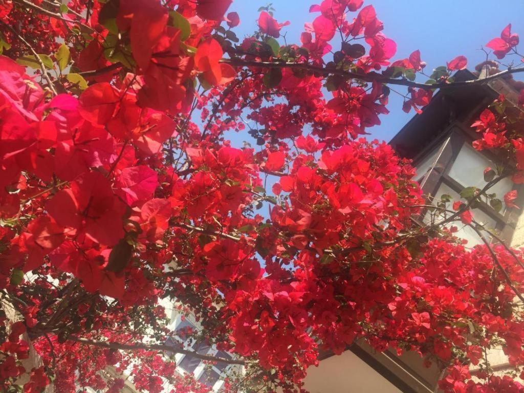Alayaz Hotel Alaçatı Exteriör bild